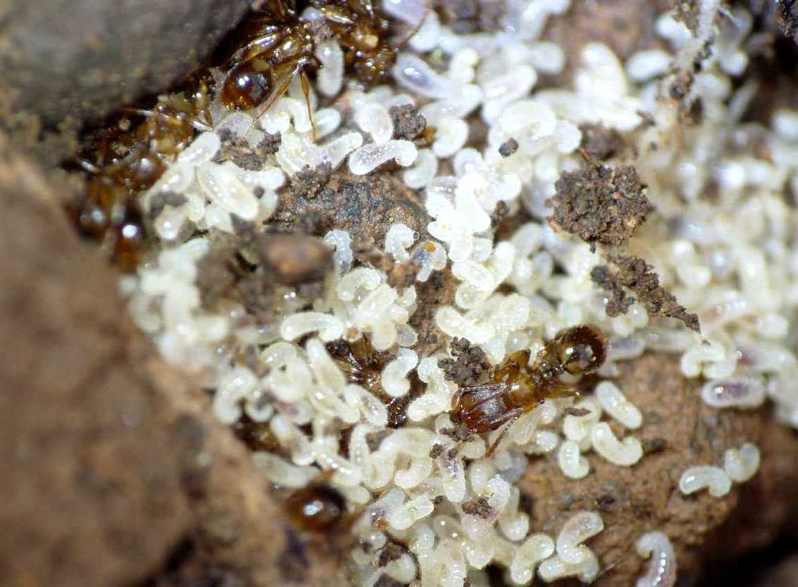 Formiche brune: Aphaenogaster cfr. subterranea
